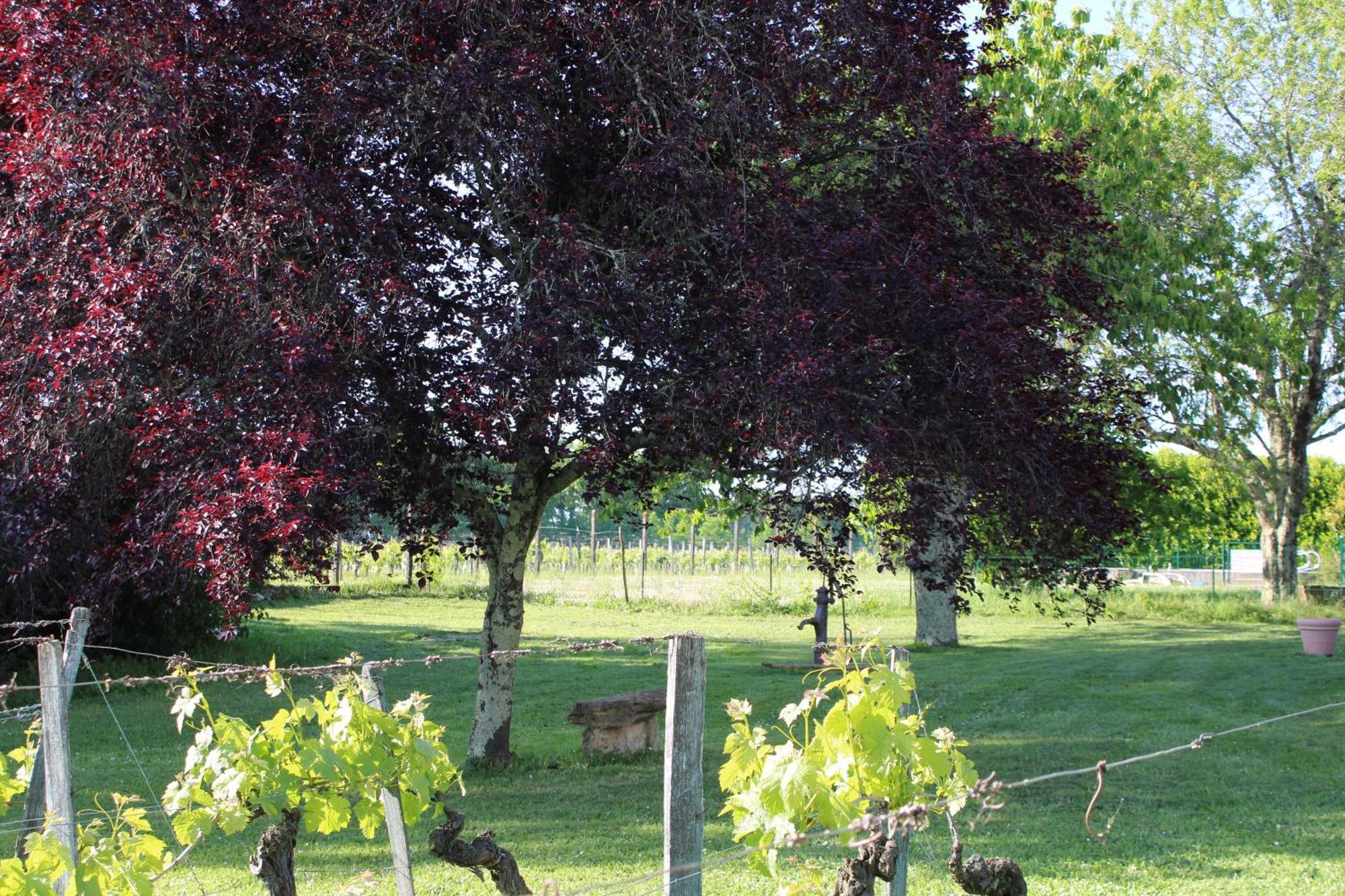 Bed and Breakfast La Vigneraie De Laura Sainte-Colombe  Zewnętrze zdjęcie