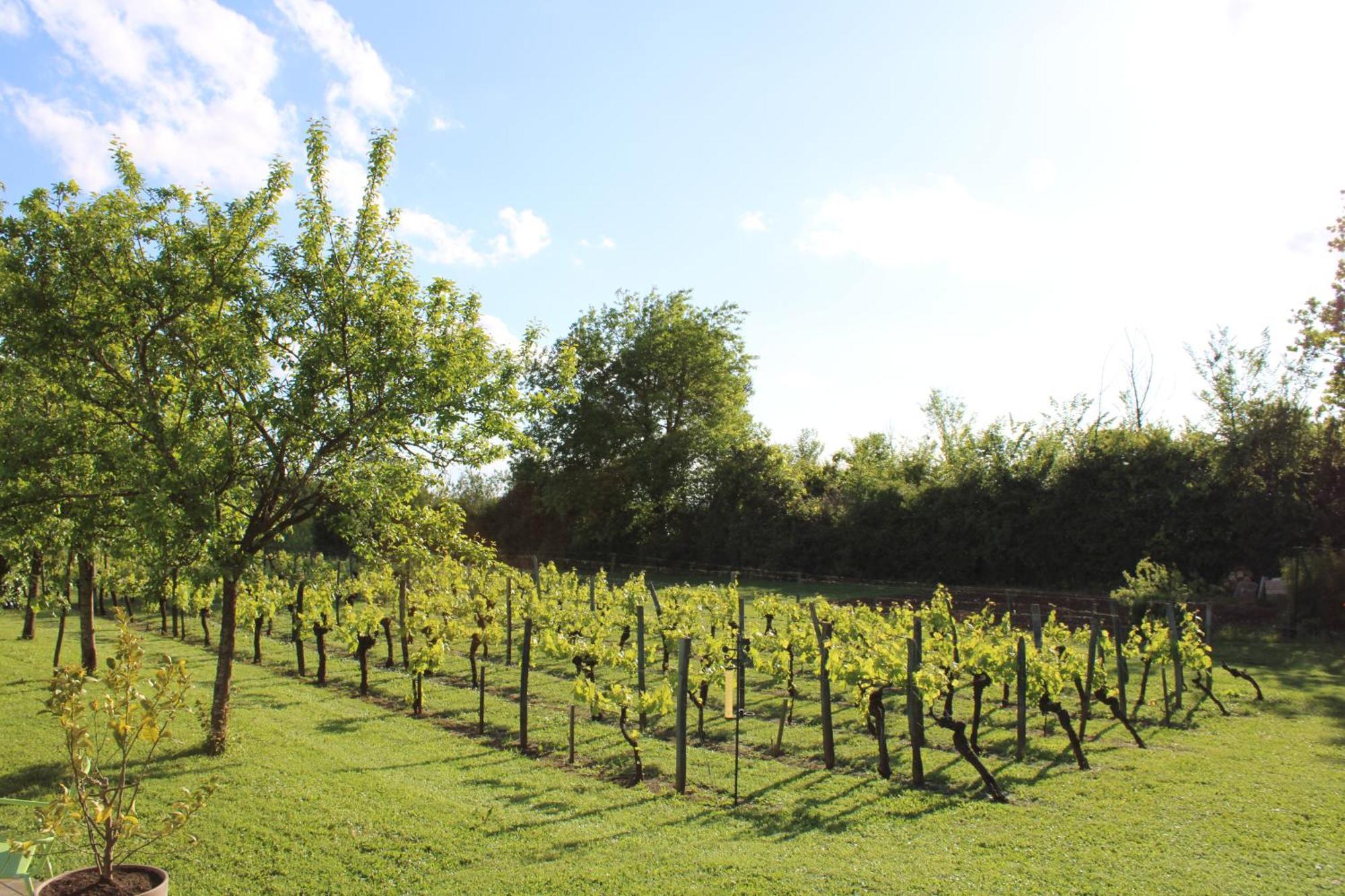 Bed and Breakfast La Vigneraie De Laura Sainte-Colombe  Zewnętrze zdjęcie